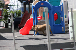 Dogs Playing